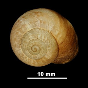 Iberellus_minoricensis_palumbariae_81-6059A_D (1)
